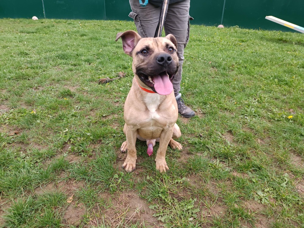 Animal à l'adoption