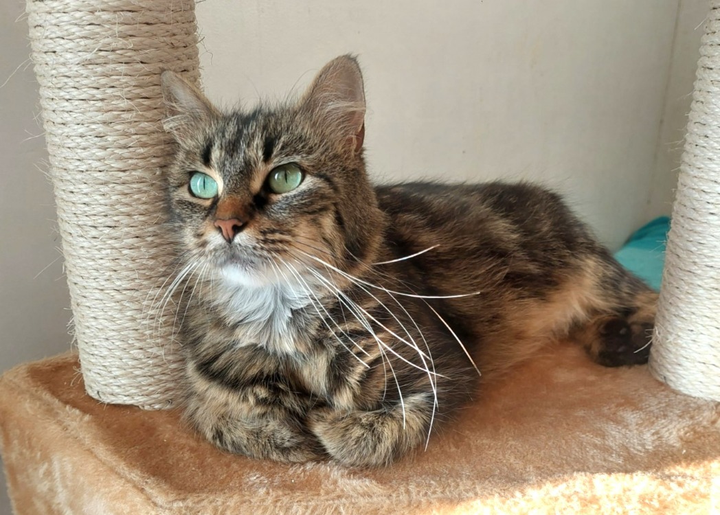 Animal à l'adoption