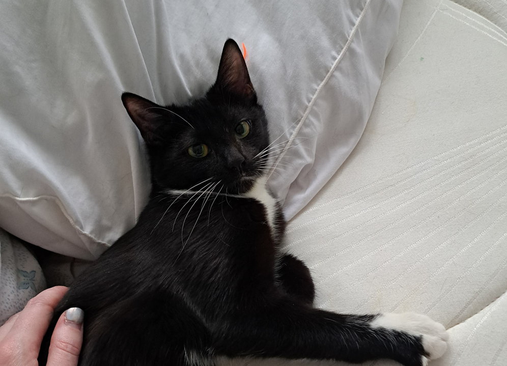 Animal à l'adoption