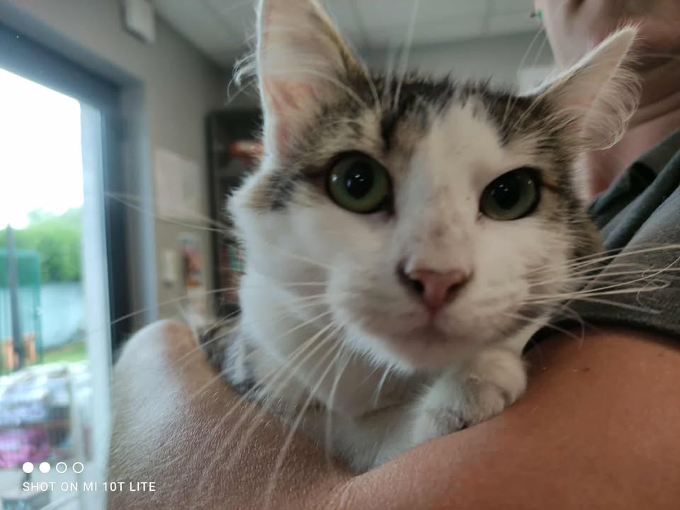 Animal à l'adoption