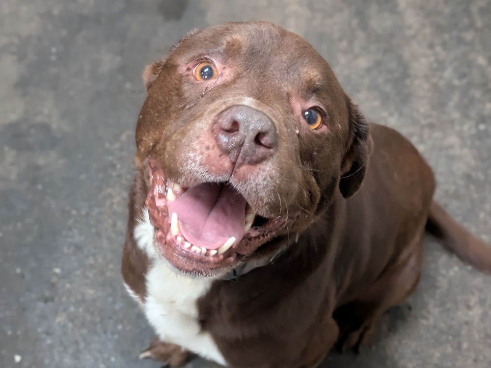 Animal à l'adoption