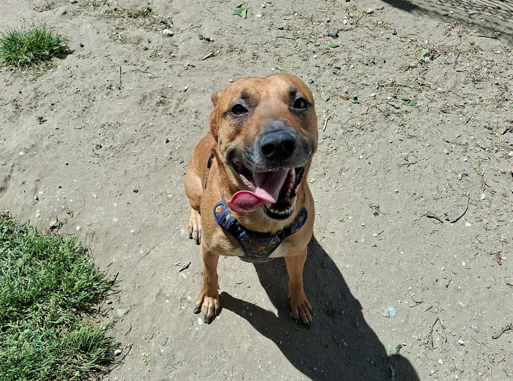 Animal à l'adoption