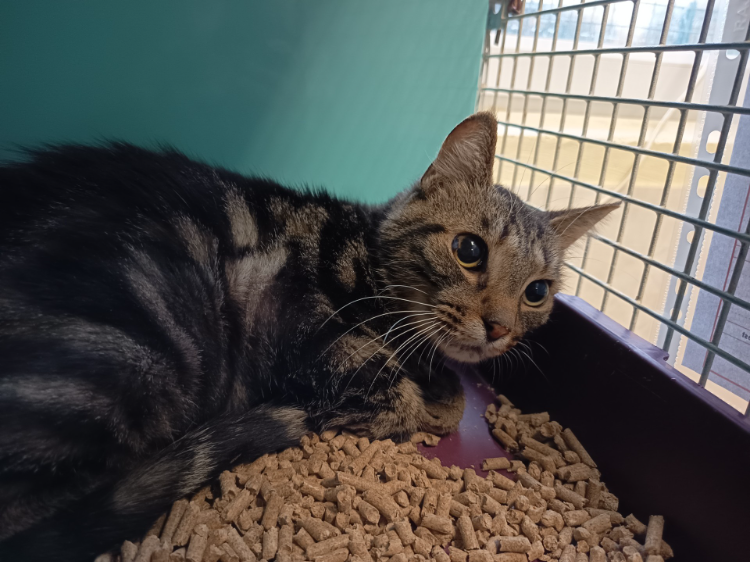 Animal à l'adoption