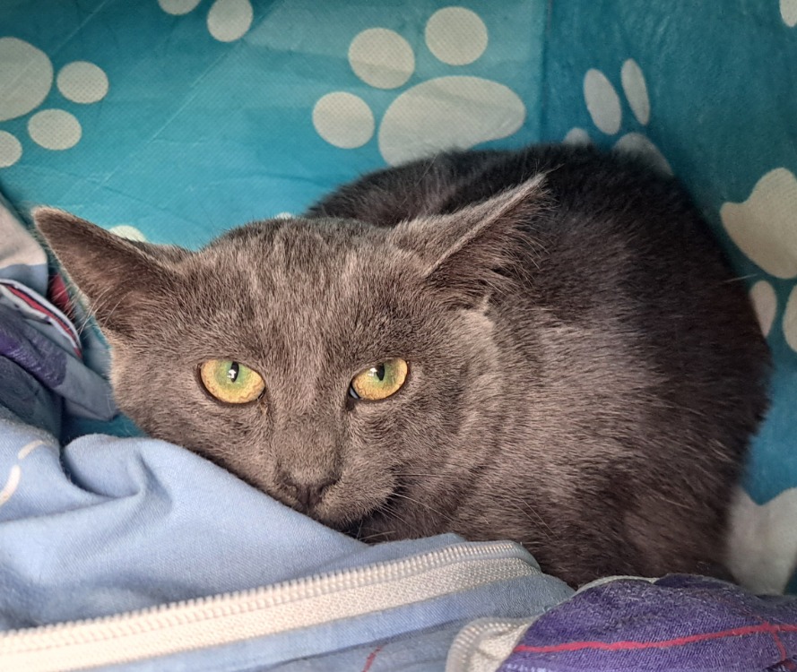 Animal à l'adoption