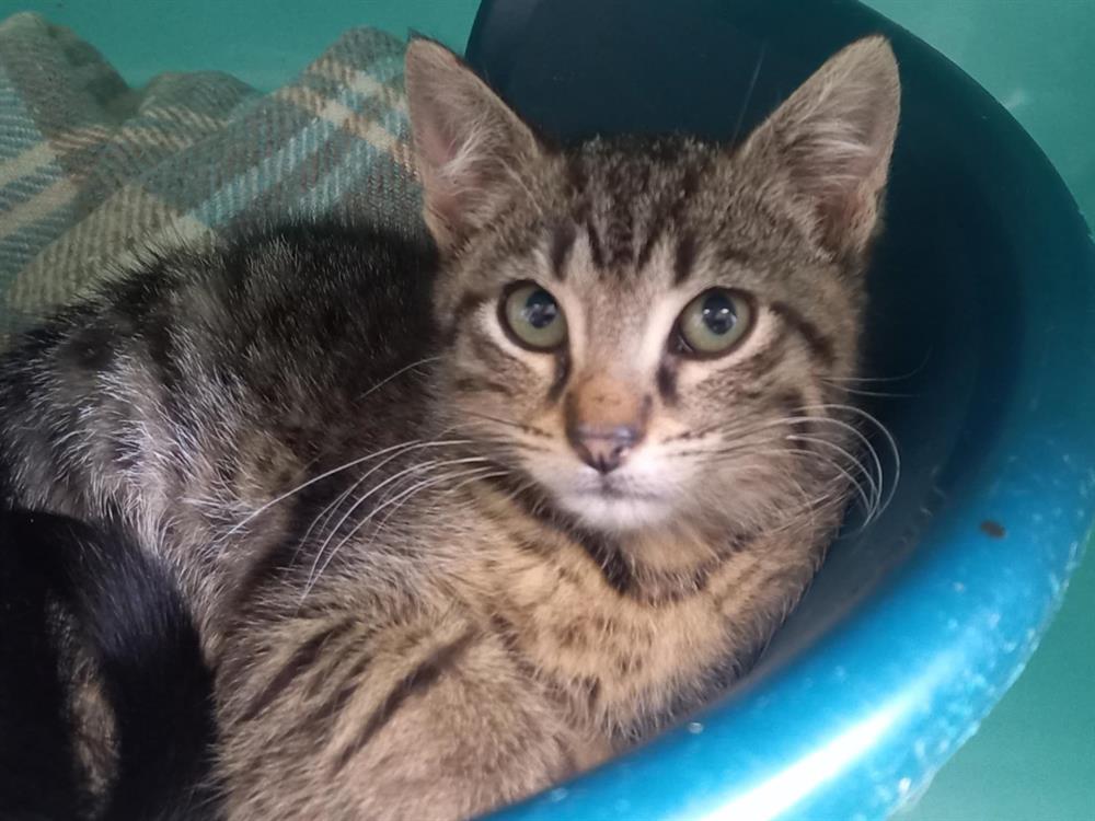 Animal à l'adoption
