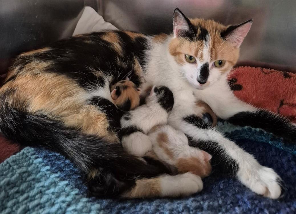 Animal à l'adoption