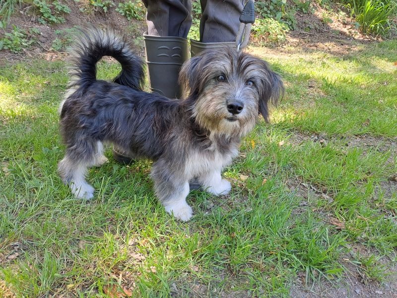 Animal à l'adoption