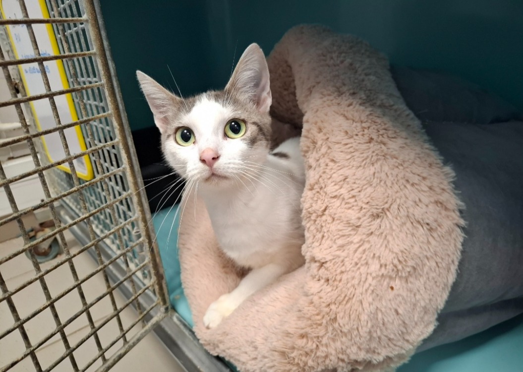 Animal à l'adoption