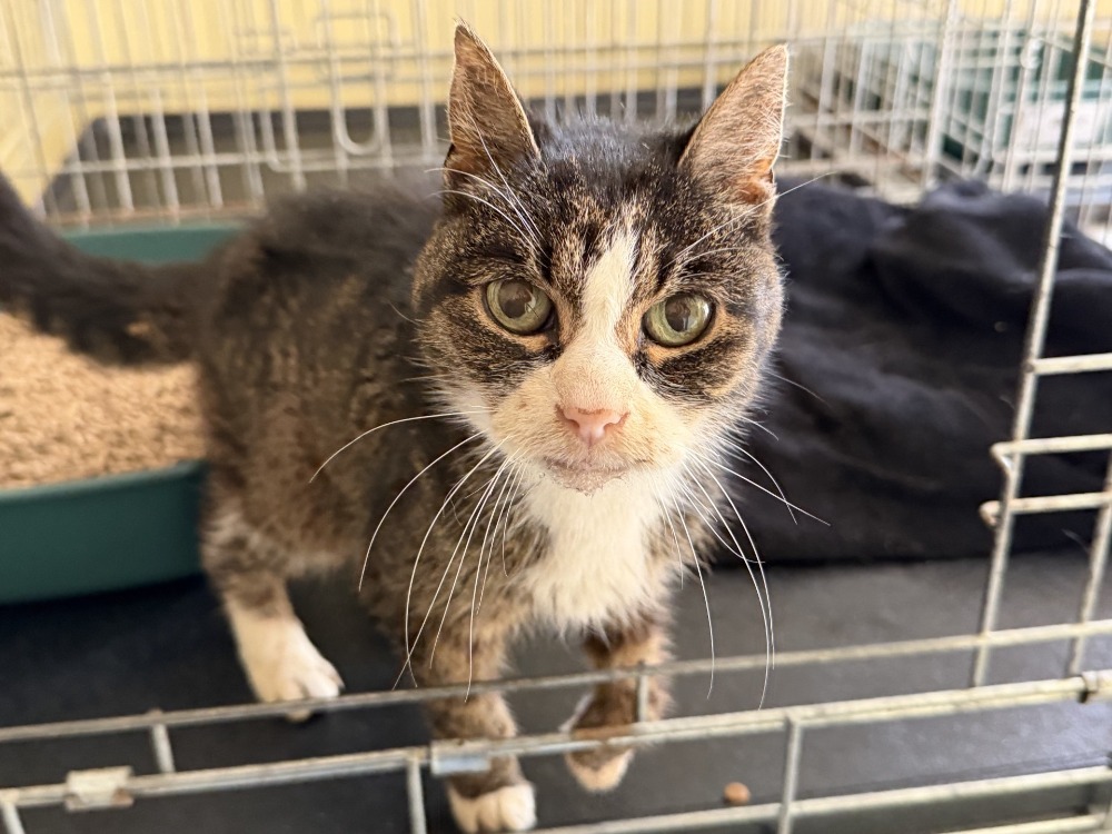 Animal à l'adoption