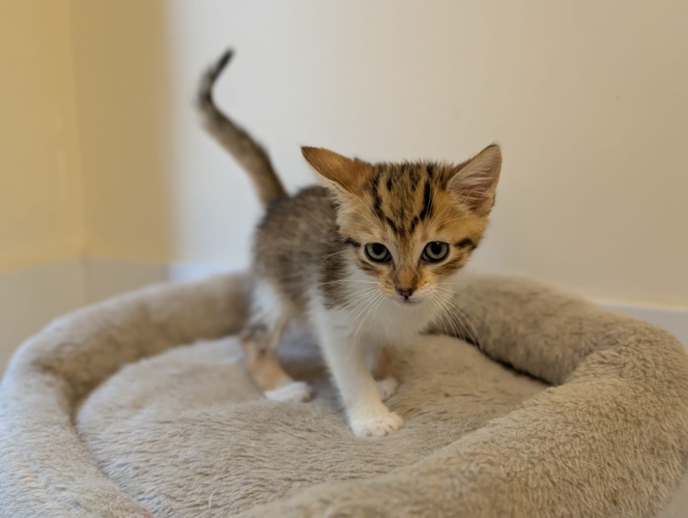 Animal à l'adoption