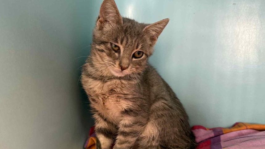 Animal à l'adoption