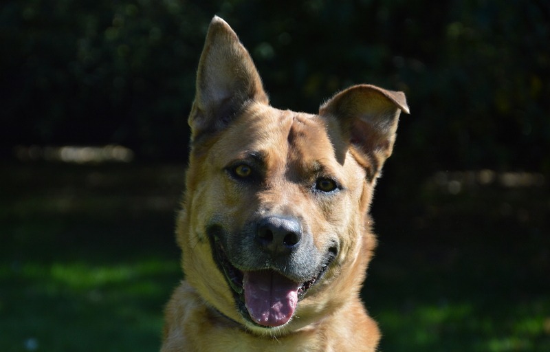 Animal à l'adoption