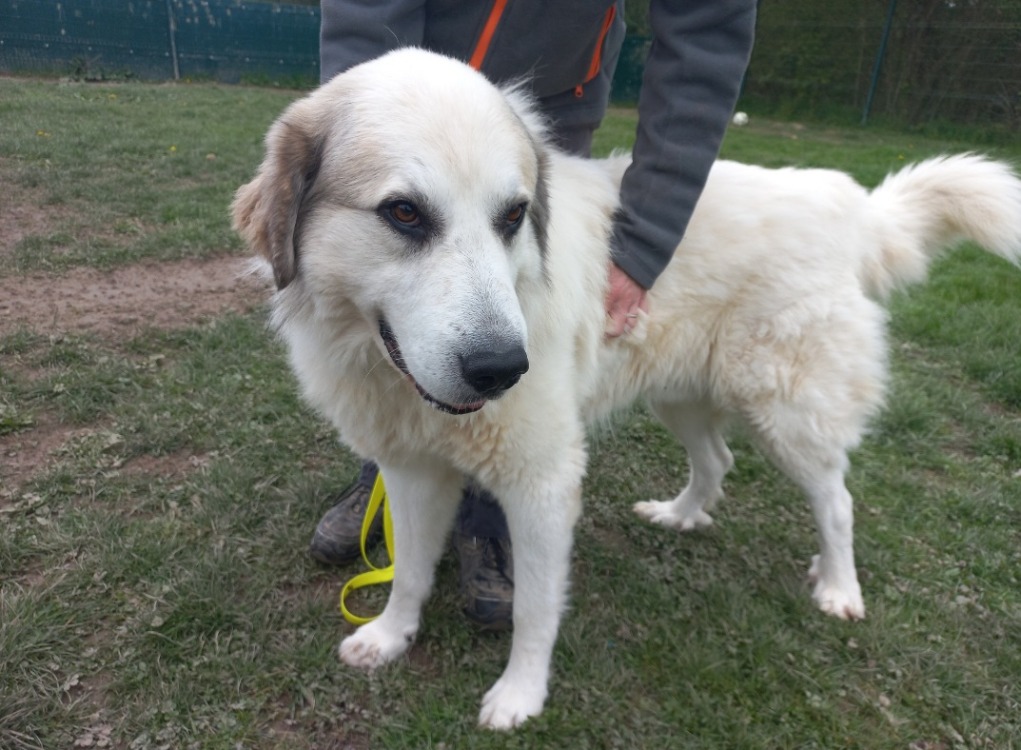Animal à l'adoption