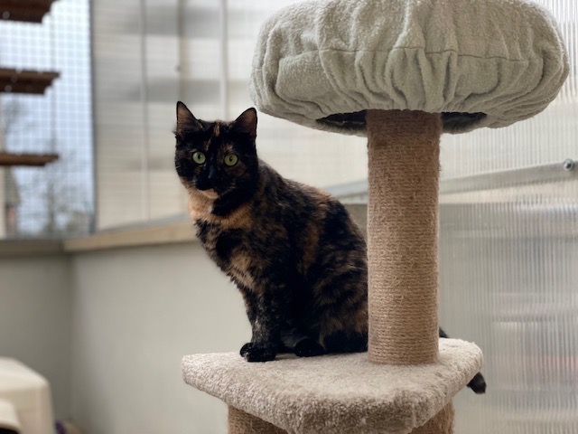 Animal à l'adoption