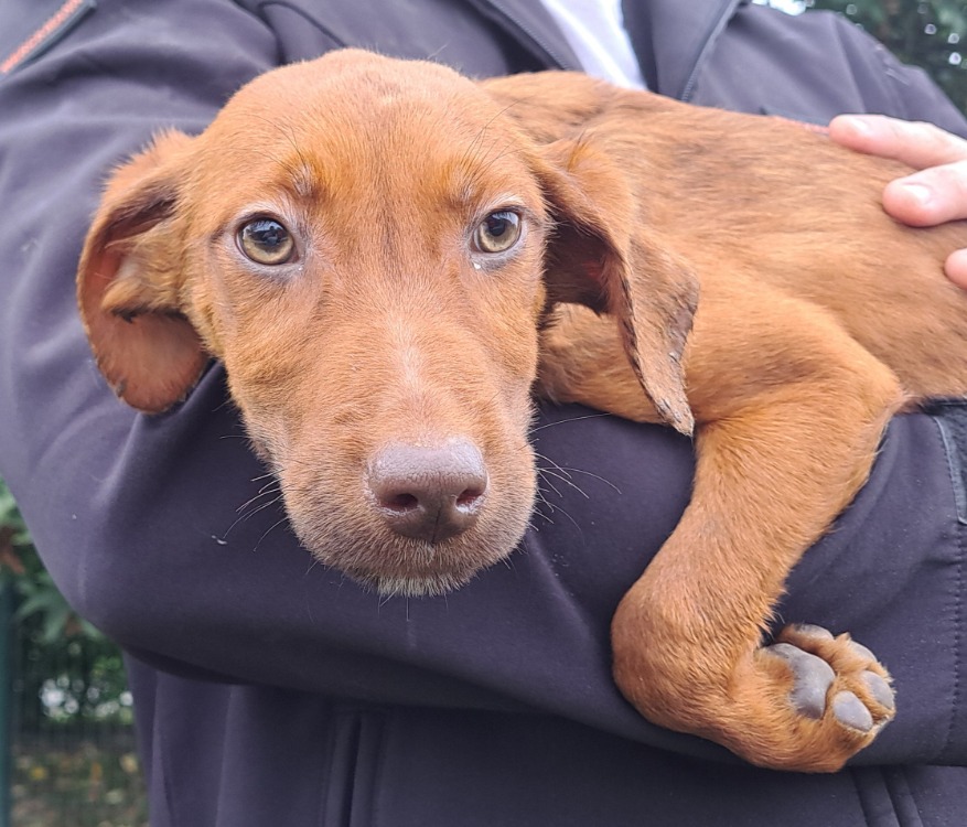 Animal à l'adoption