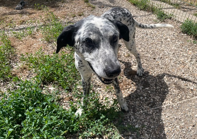 Animal à l'adoption