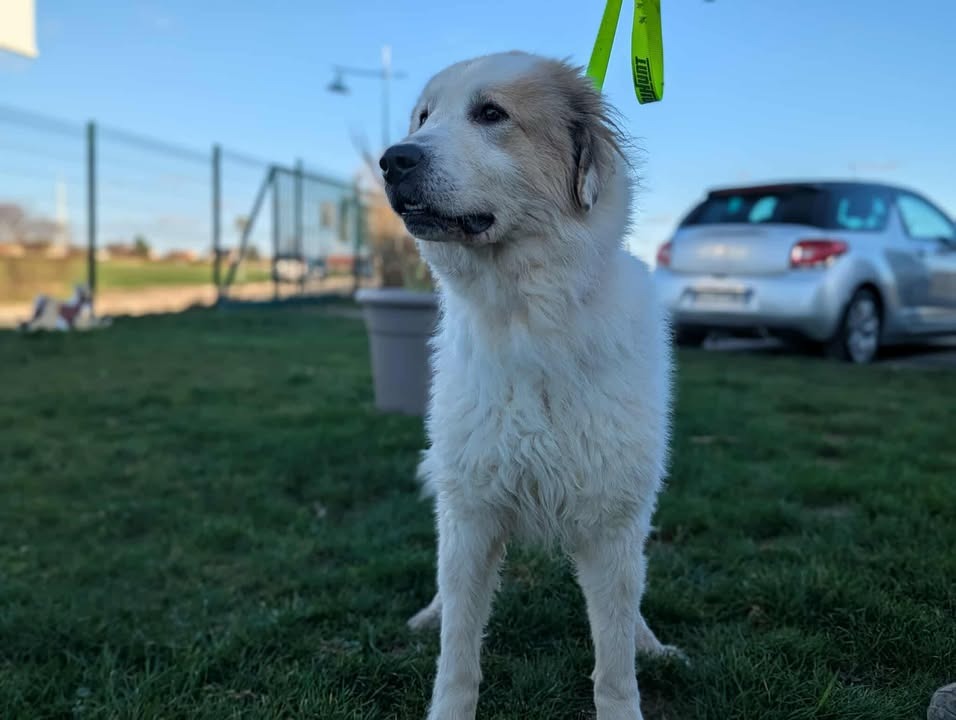 Animal à l'adoption