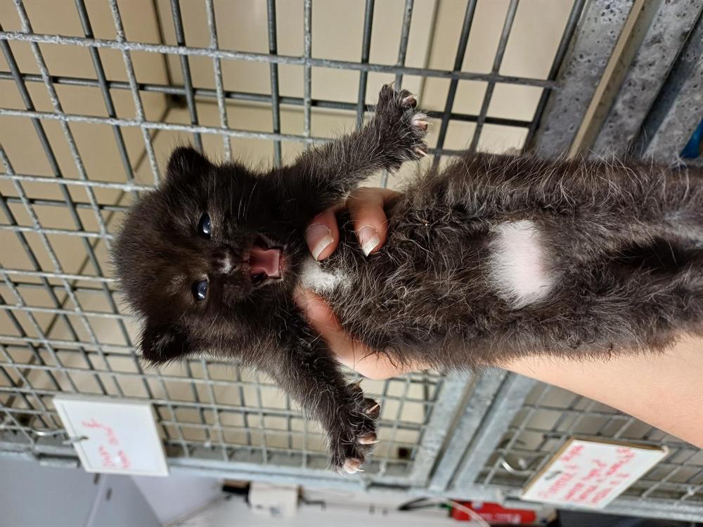 Animal à l'adoption