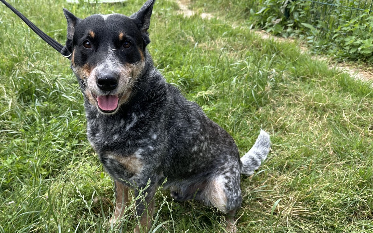 Animal à l'adoption