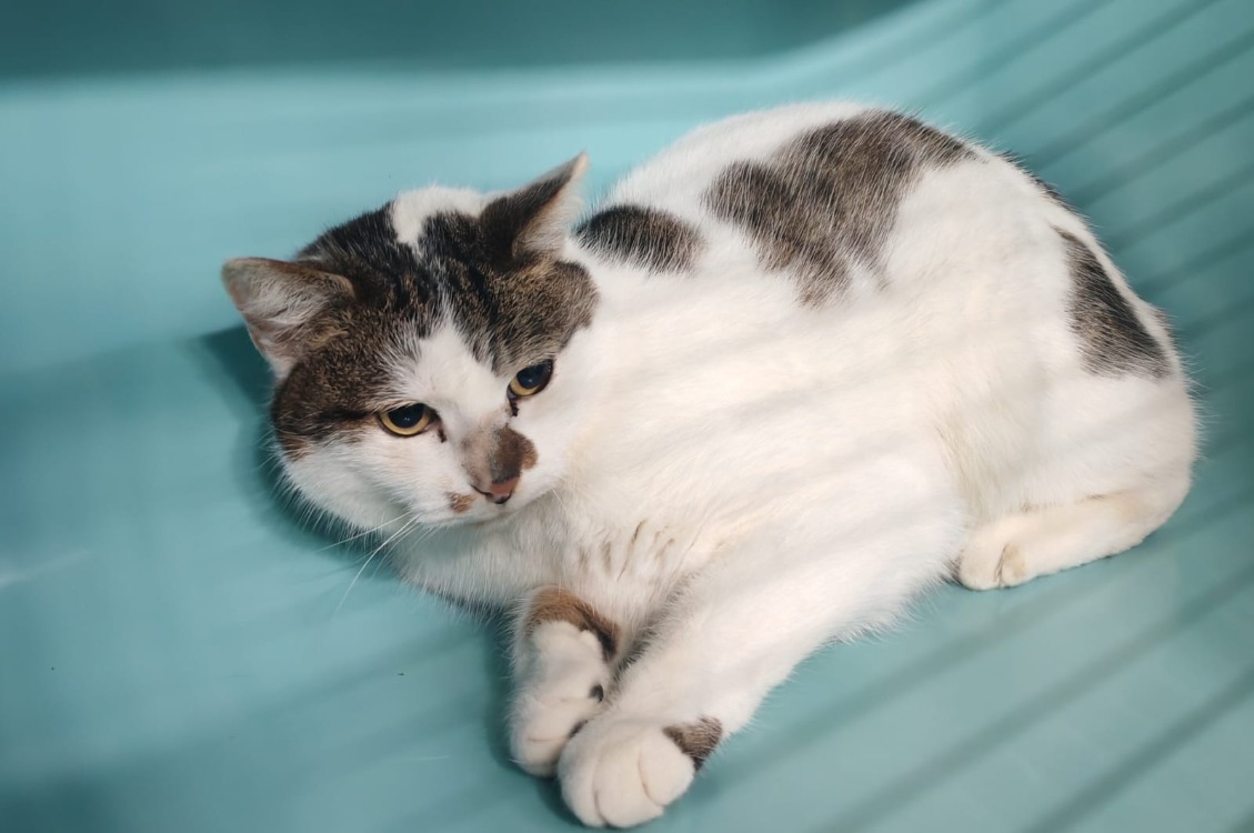 Animal à l'adoption