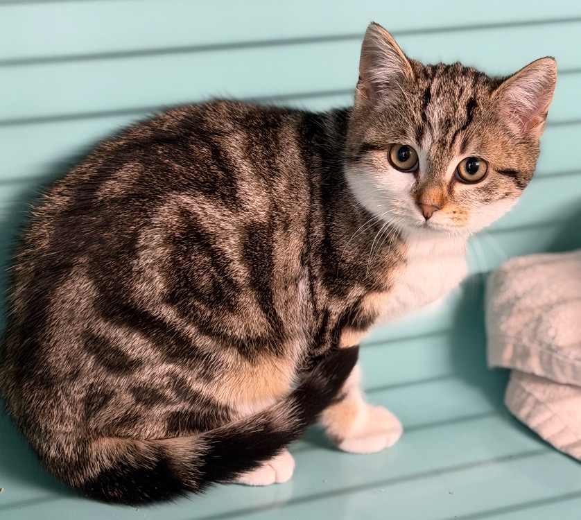 Animal à l'adoption