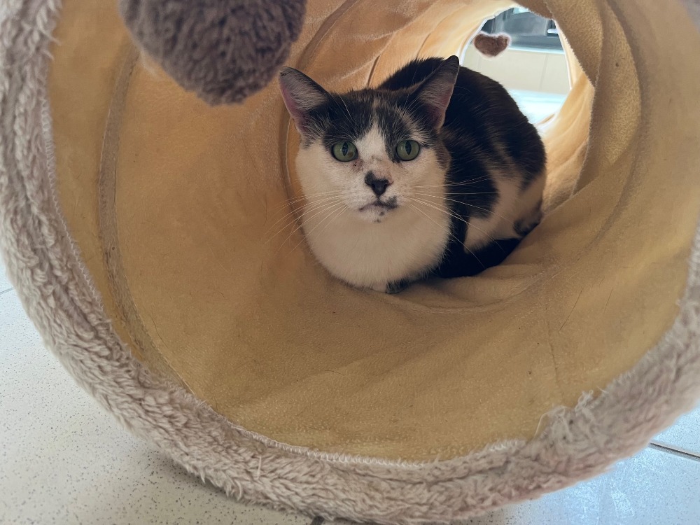Animal à l'adoption