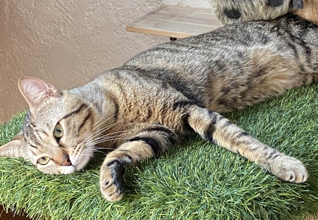 Animal à l'adoption