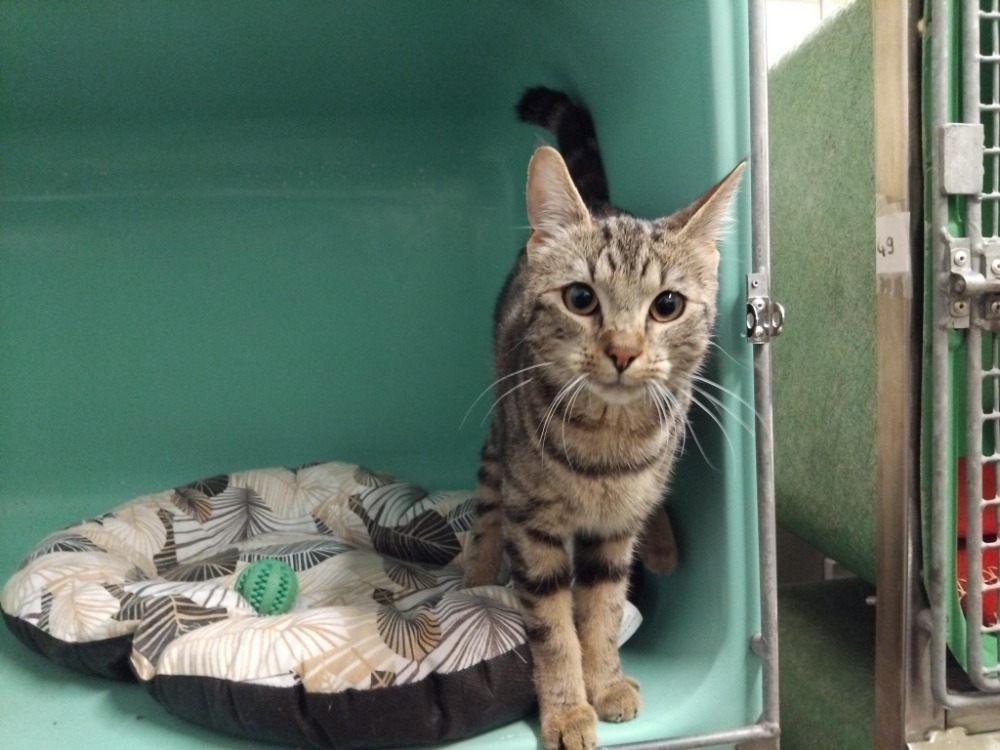 Animal à l'adoption