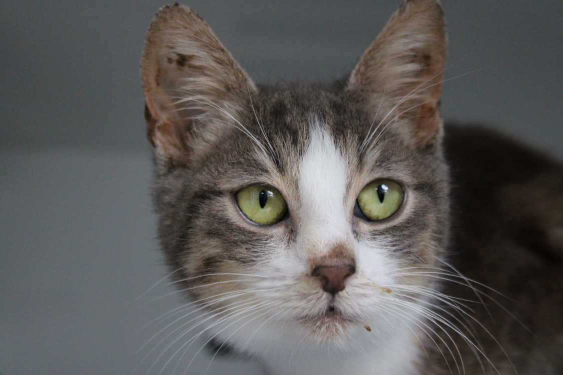 Animal à l'adoption