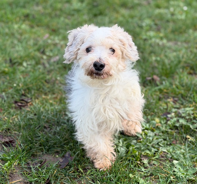 Animal à l'adoption