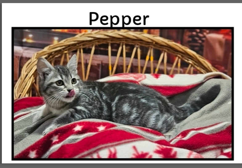 Pepper