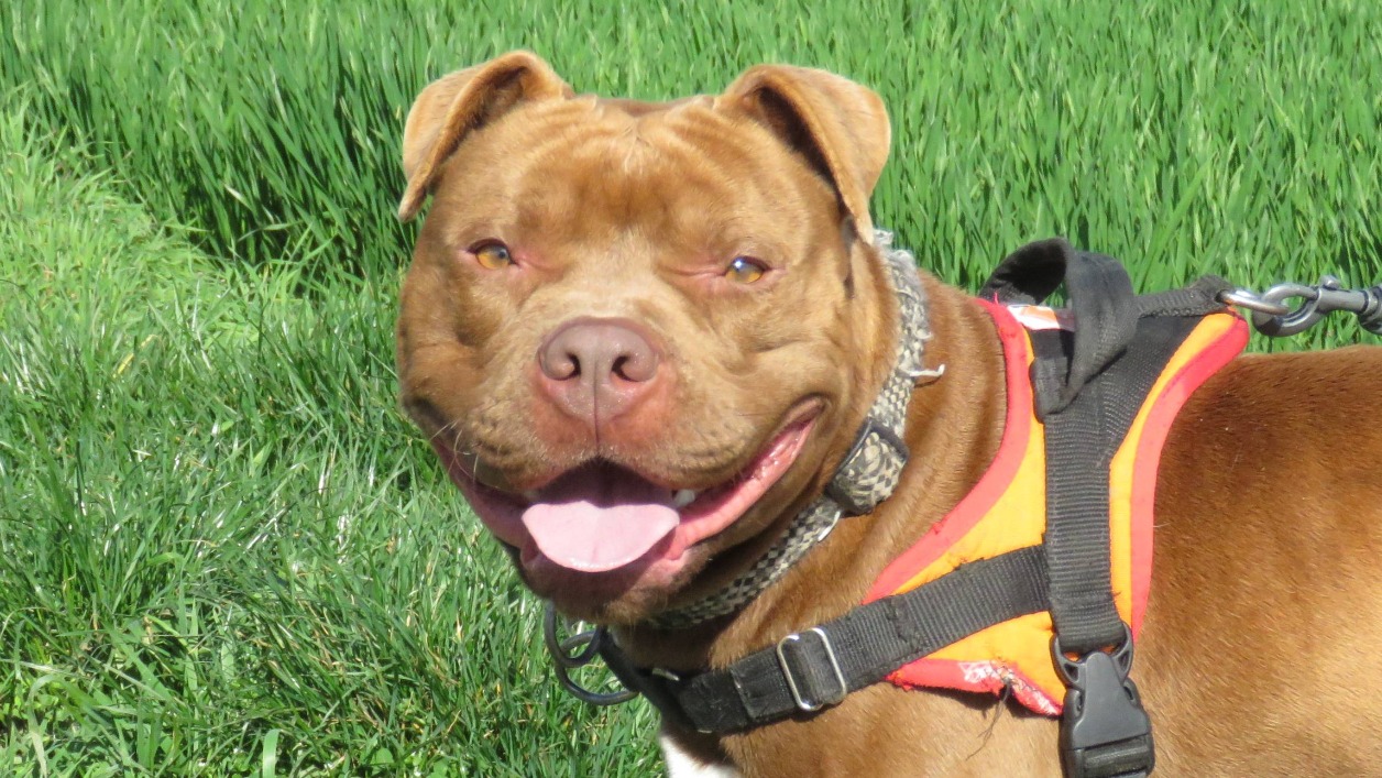 Animal à l'adoption