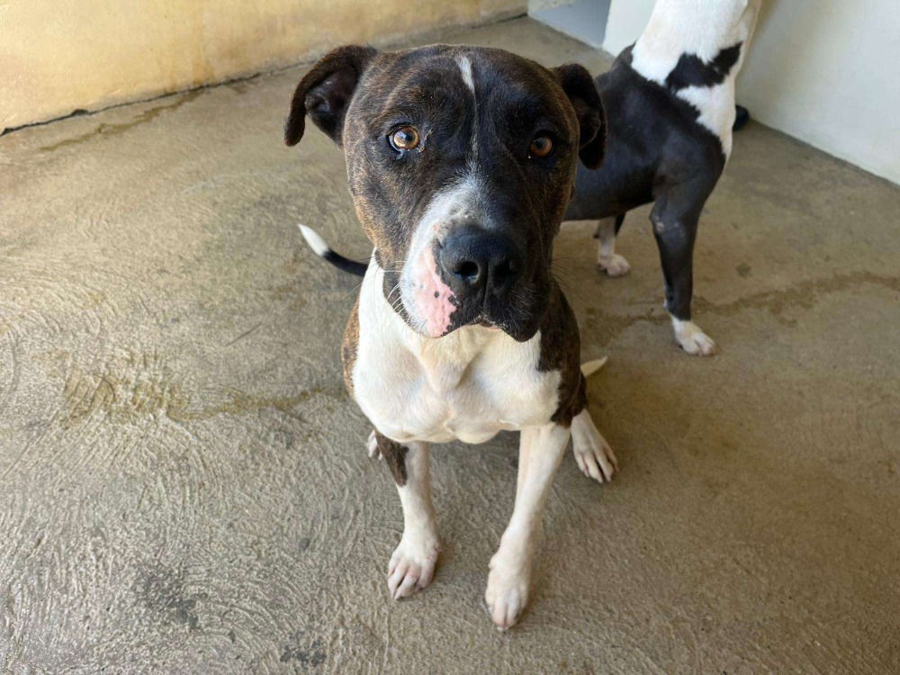Animal à l'adoption