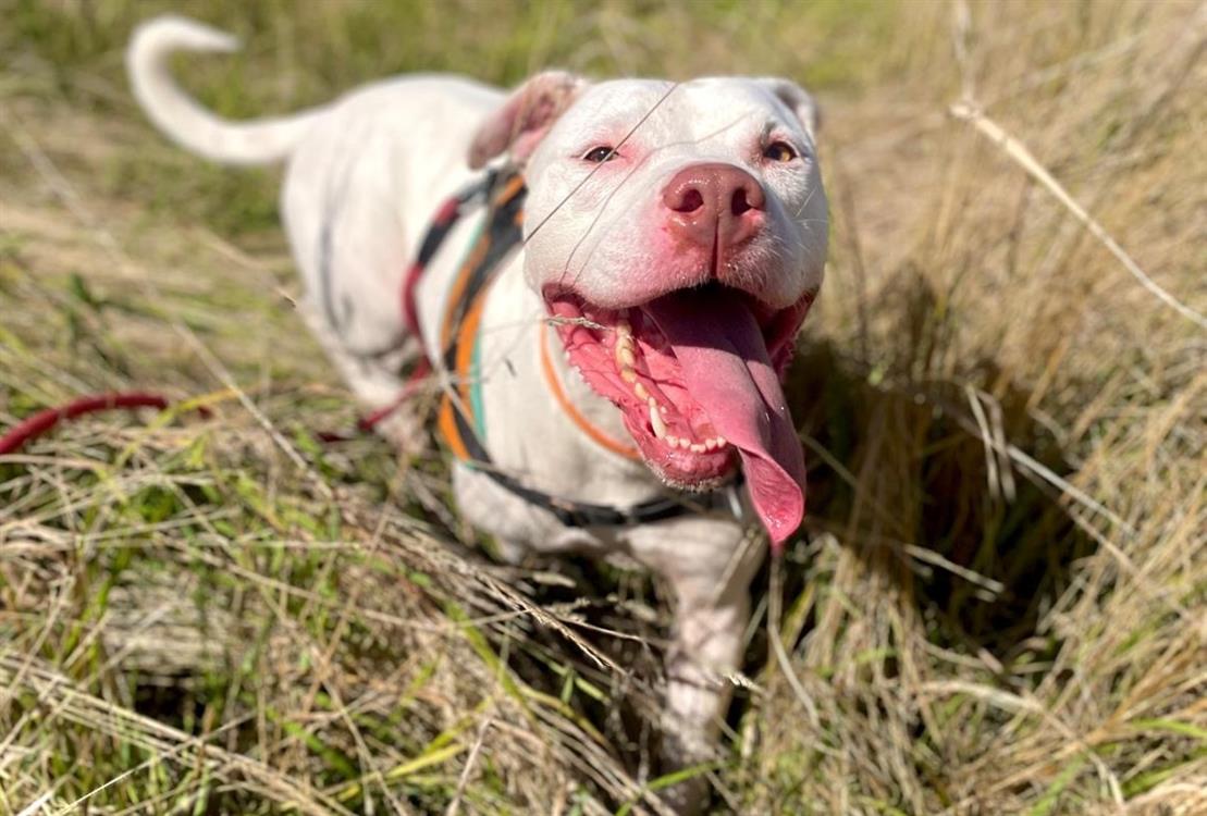 Animal à l'adoption