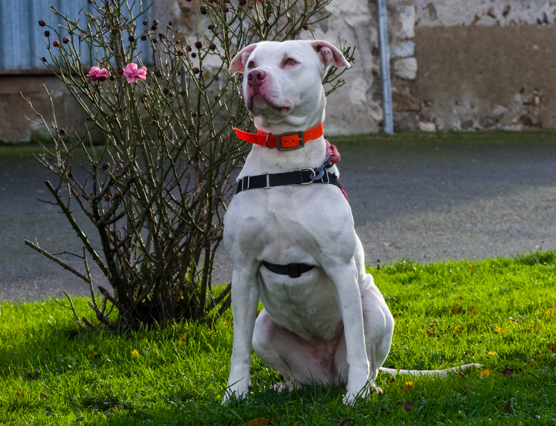 Photo de Perdita