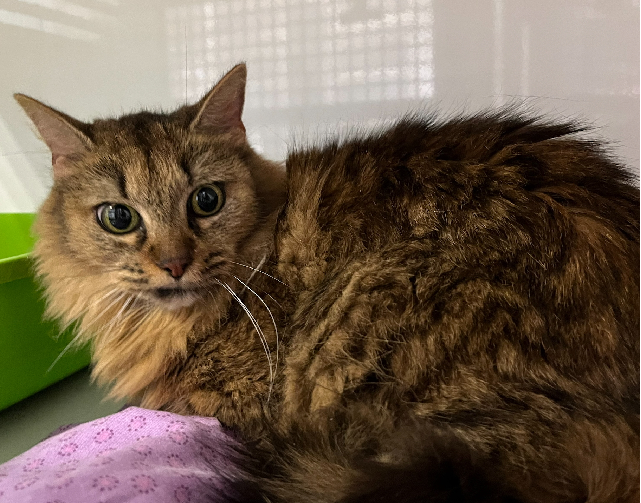 Animal à l'adoption