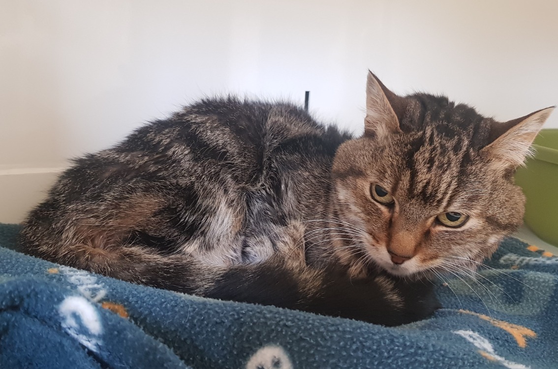Animal à l'adoption