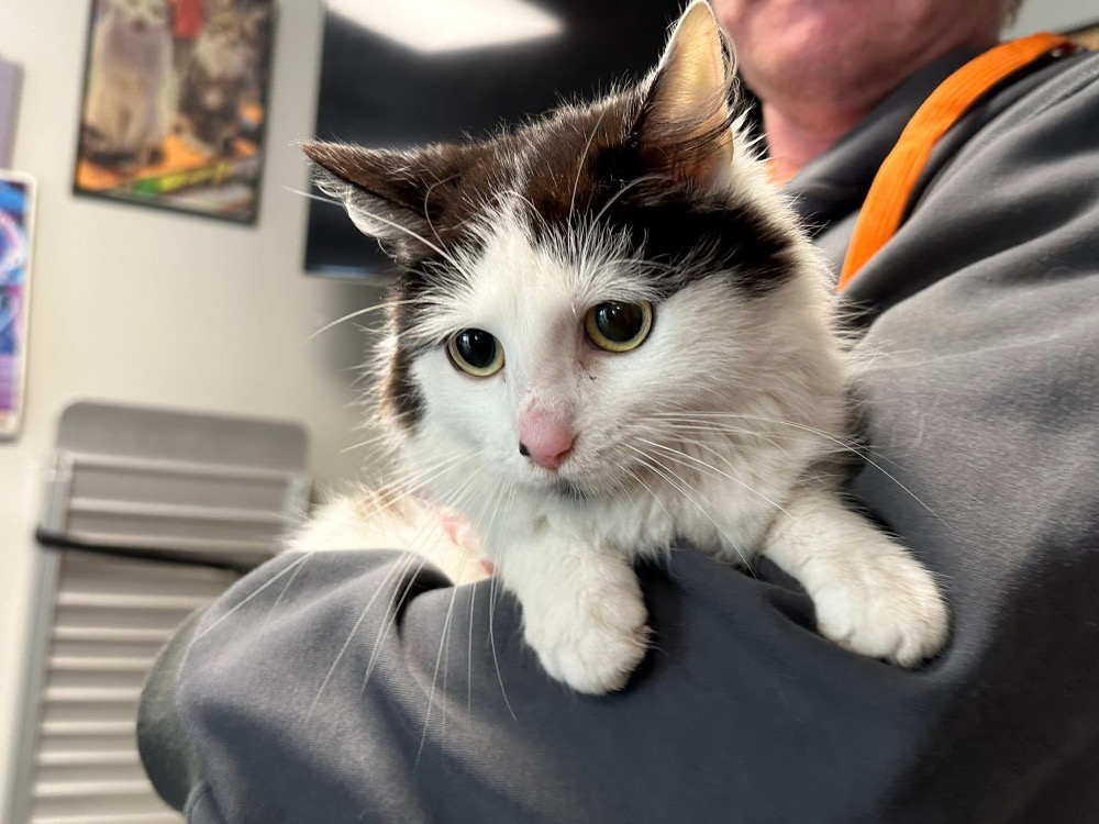 Animal à l'adoption