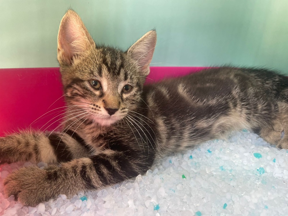 Animal à l'adoption