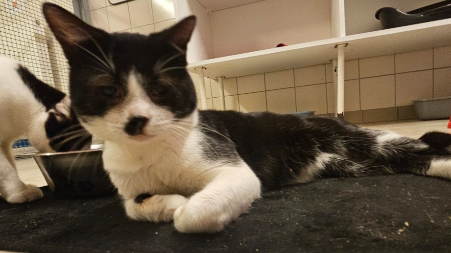Animal à l'adoption