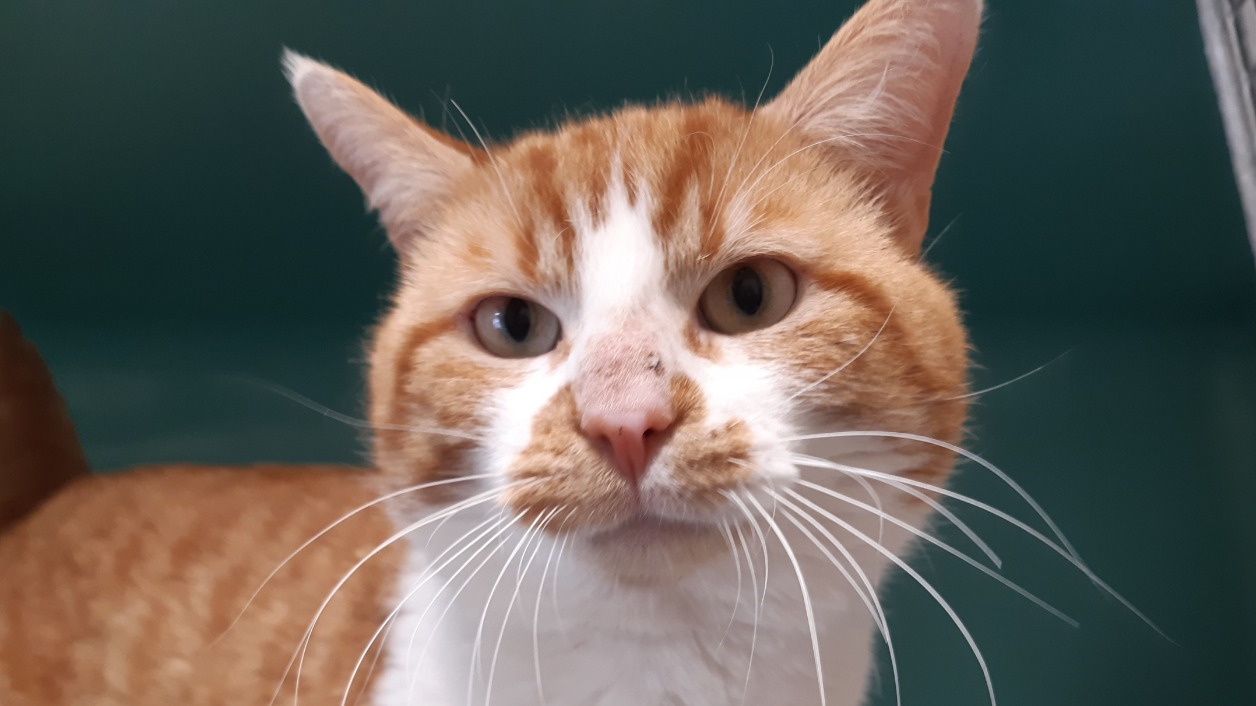 Animal à l'adoption
