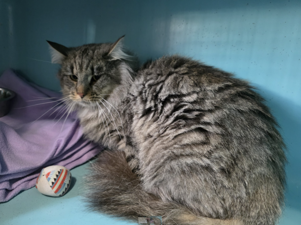 Animal à l'adoption
