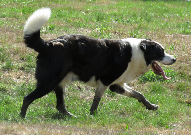 Photo de Petrus