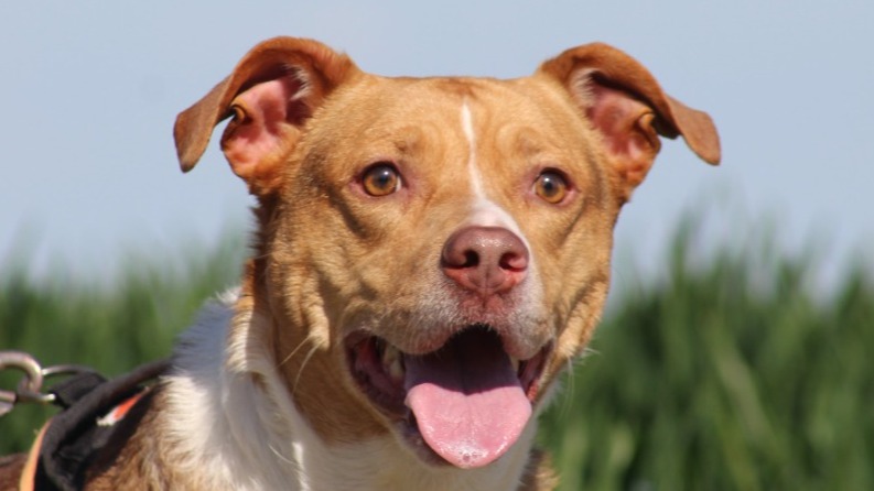 Animal à l'adoption