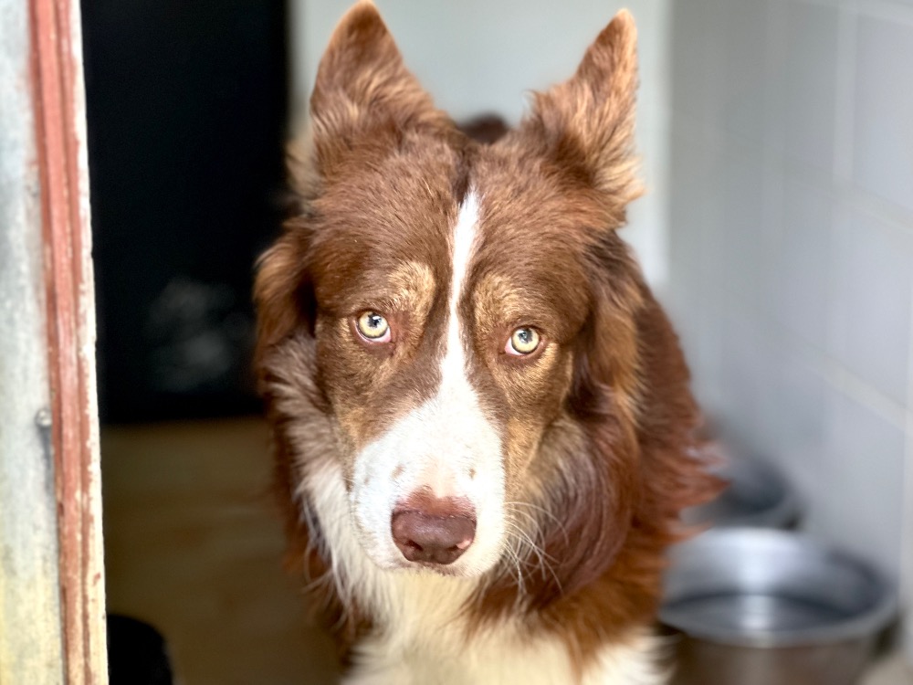 Animal à l'adoption