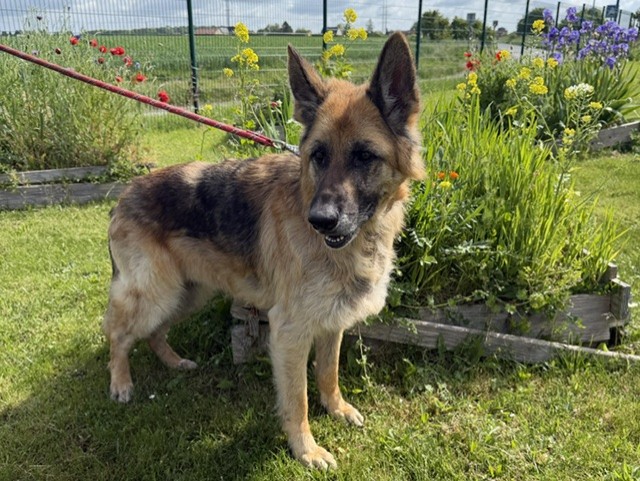 Animal à l'adoption