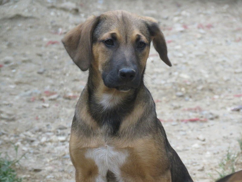 Animal à l'adoption