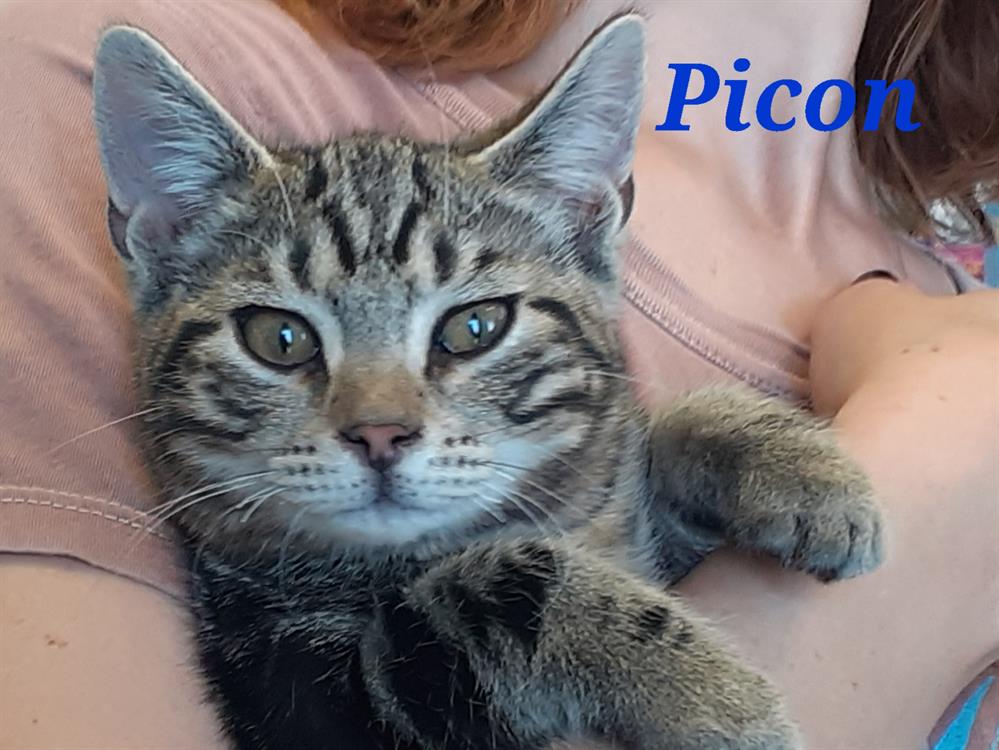 Animal à l'adoption