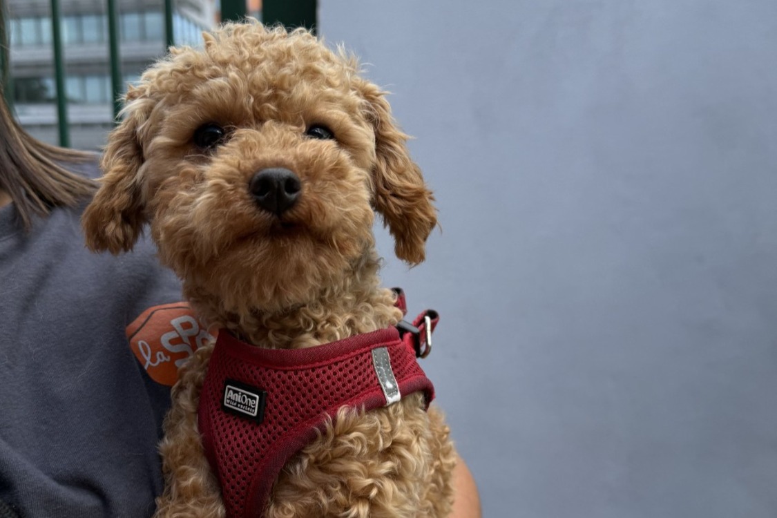 Animal à l'adoption