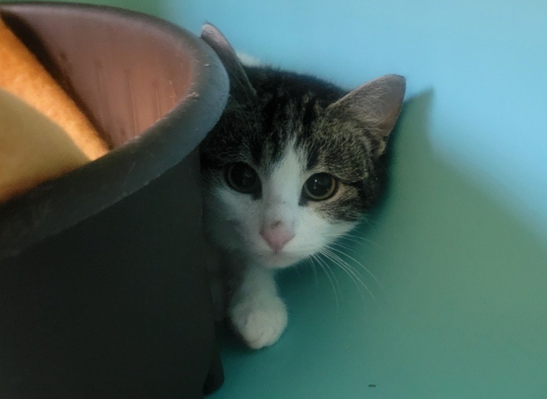 Animal à l'adoption
